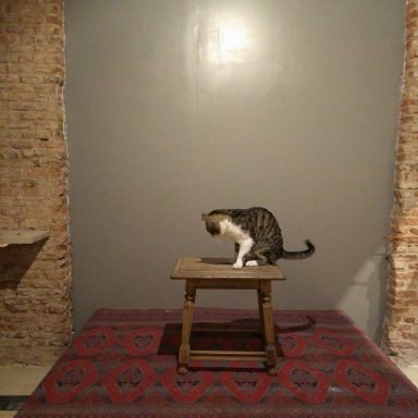 El Rey del Estudio_Cosmo